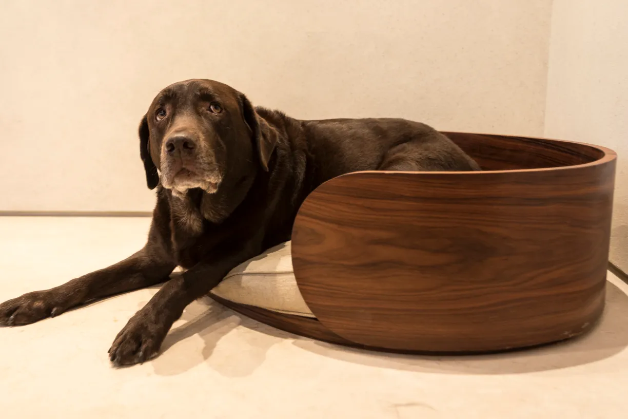 Cama Pet Zeus
